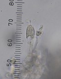 Amanita nothofagi image