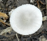 Amanita farinosa image