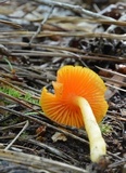 Humidicutis marginata image