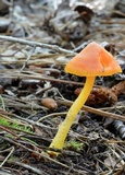 Humidicutis marginata image