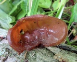 Auricularia angiospermarum image