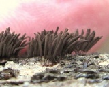 Stemonitis splendens image