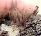 Stemonitis splendens image