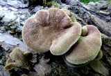 Panus lecomtei image