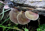Panus lecomtei image
