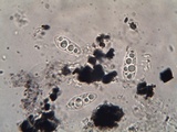 Hysterobrevium smilacis image