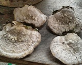 Trametes gibbosa image