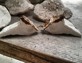 Trametes gibbosa image