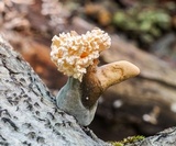 Xylaria cubensis image
