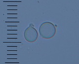 Amanita nothofagi image