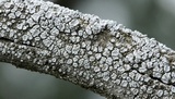Lecanora caesiorubella image
