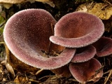 Lentinus strigosus image
