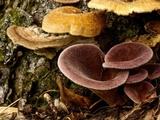Panus neostrigosus image