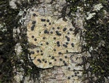 Pyrenula pseudobufonia image