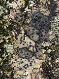 Pyrenula pseudobufonia image