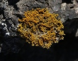 Caloplaca coralloides image