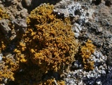 Caloplaca coralloides image
