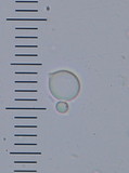 Amanita nothofagi image