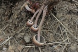Panaeolus semiovatus image
