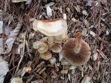 Kuehneromyces marginellus image