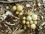 Kuehneromyces marginellus image