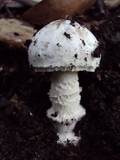 Amanita sect. Vaginatae image