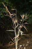 Ustilago bullata image