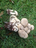 Macrocybe titans image
