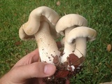 Macrocybe titans image