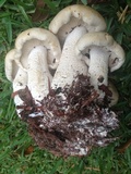 Macrocybe titans image
