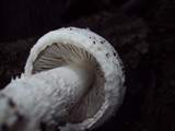 Amanita sect. Vaginatae image