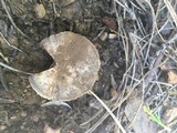 Agaricus moronii image