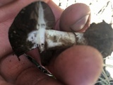 Agaricus moronii image