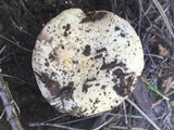 Agaricus moronii image