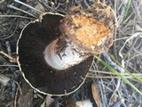 Agaricus moronii image