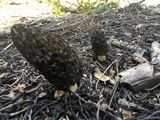 Morchella snyderi image