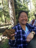 Gyromitra montana image