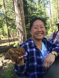Gyromitra montana image