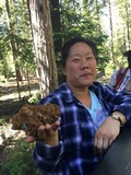 Gyromitra montana image