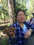 Gyromitra montana image