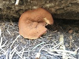 Discina ancilis image