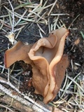 Discina ancilis image