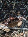 Discina ancilis image