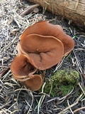 Discina ancilis image