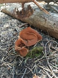 Discina ancilis image