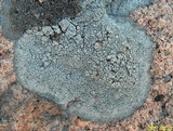 Aspicilia cyanescens image