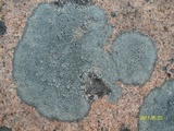 Aspicilia cyanescens image