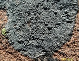 Aspicilia cyanescens image