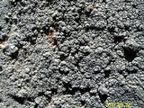 Aspicilia cyanescens image