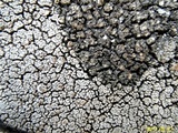 Aspicilia confusa image